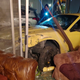 Image for article titled The Absurd Story Of How Some Genius Crashed Into The Same Home Three Times With Two Different Cars